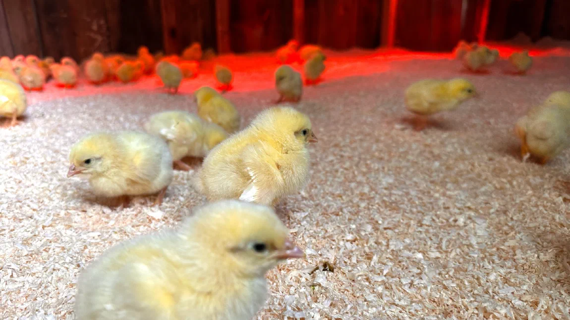 Three-day-old chicks on wood shavings in the brooder, with more gathered under the red glow of a heat lamp along the back wall.
