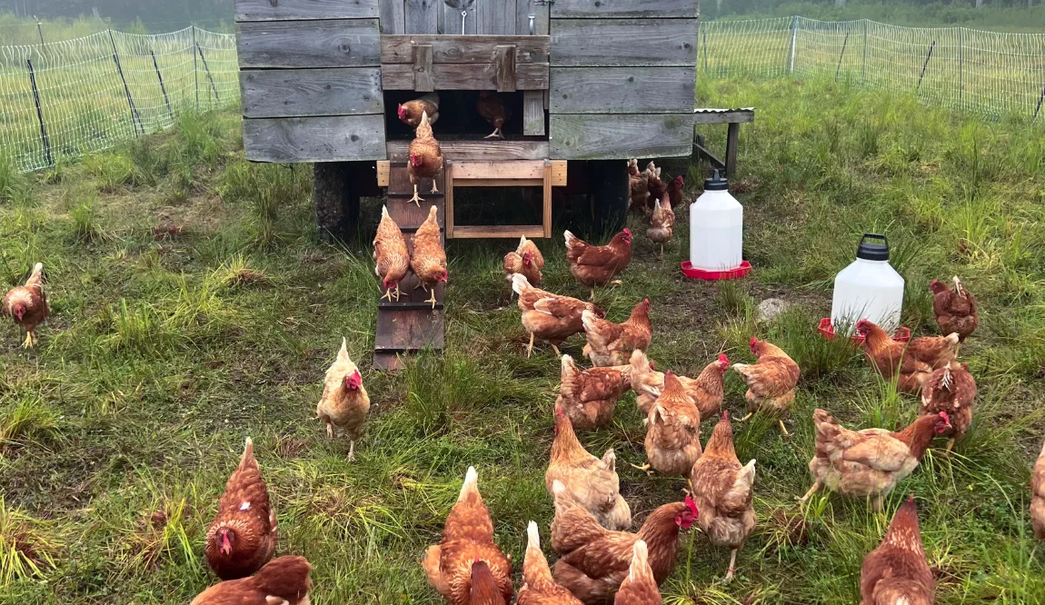 Laying hens coming down the ramp of their mobile coop onto the grass on a foggy morning