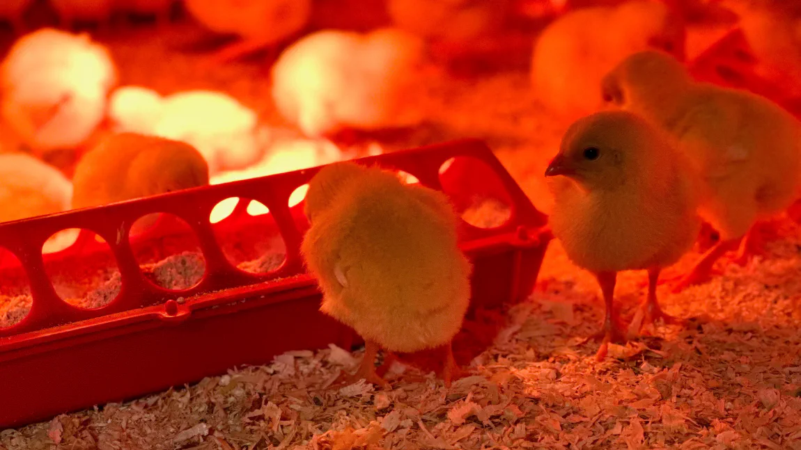 New chicks settling in under the heat lamps in the brooder
