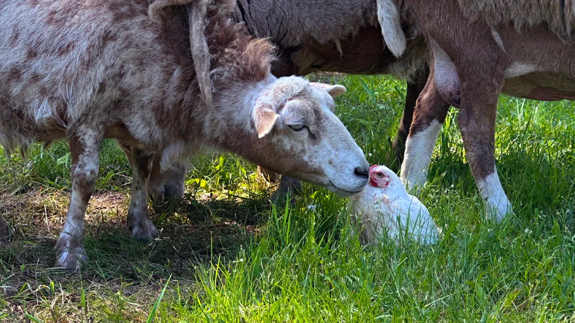 Ivy the sheep nose-to-nose with one of the hens