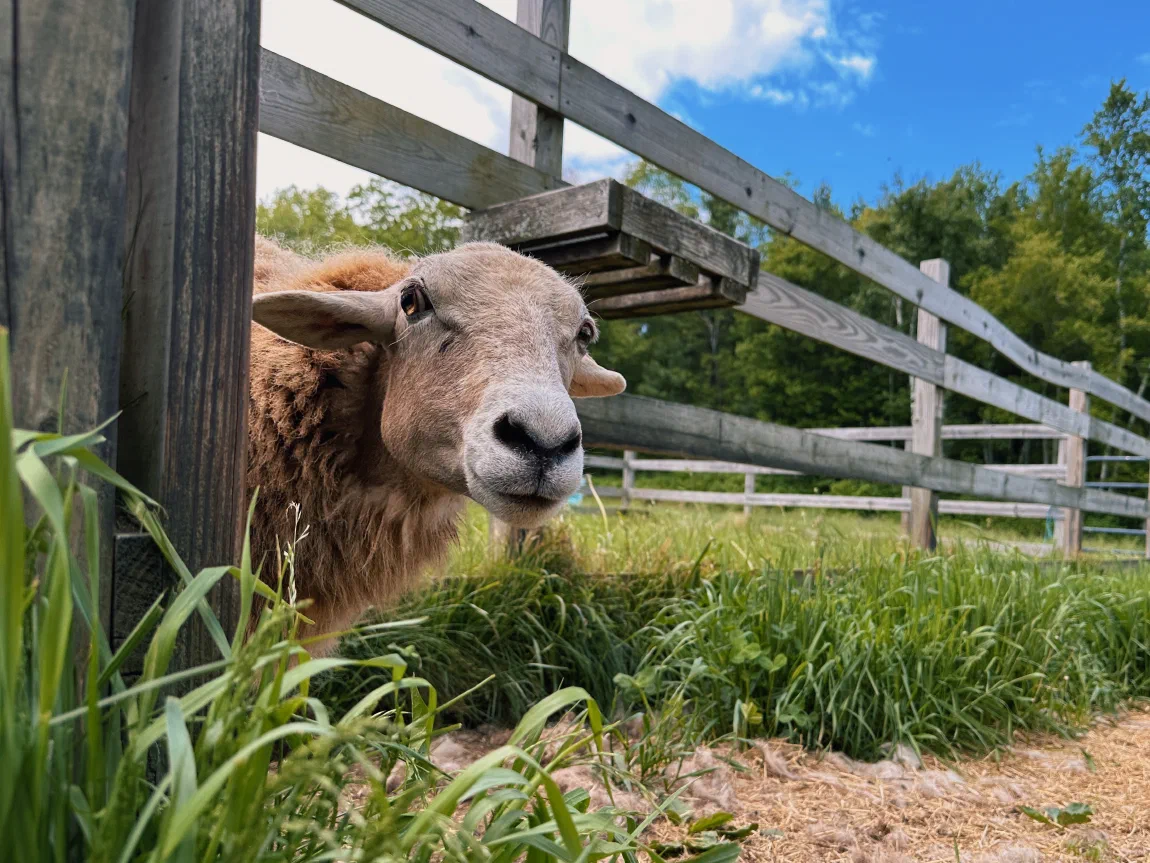 Lily the sheep looking over the pasture fence on a summer afternoon