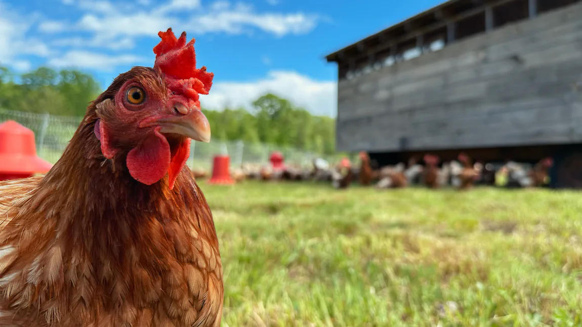 One of our laying hens out on pasture