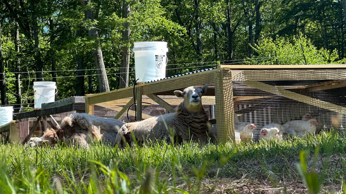 A sheep lying in the grass beside a wooden chicken pen, with white meat birds inside the wire mesh.